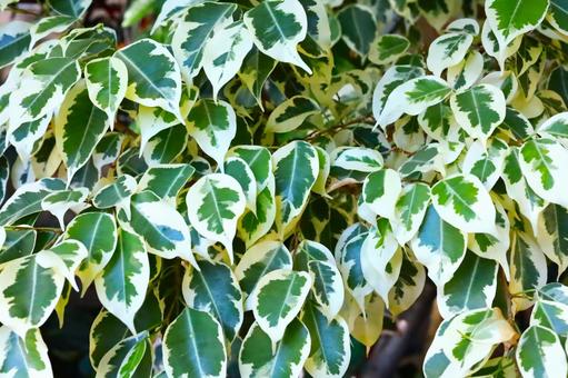 多数の観葉植物 多数の観葉植物の写真