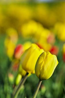 チューリップ flower,チューリップ,華の写真素材