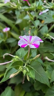 オシロイバナ オシロイバナ オシロイバナ,花,植物の写真素材