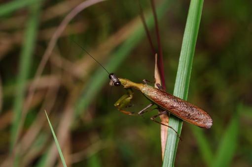 ヒメカマキリ ヒメカマキリの写真