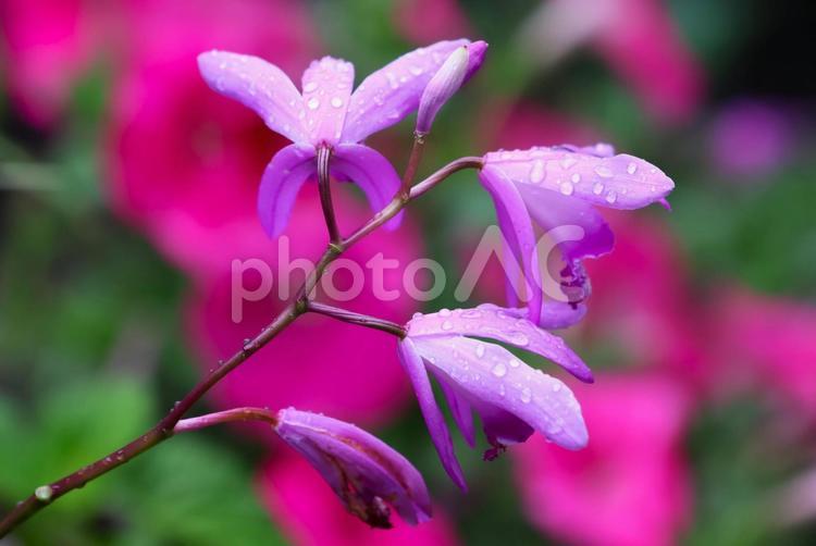 ５月上旬の庭の雨上がりのシランの花 背景,シラン,花の写真素材