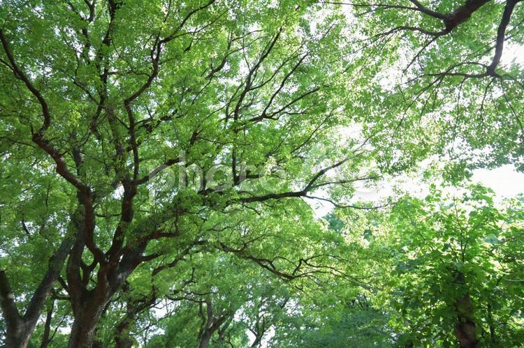 木漏れ日02 木漏れ日,葉っぱ,木の写真素材