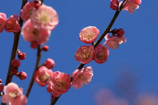 紅梅 紅梅 紅梅,梅,花の写真素材