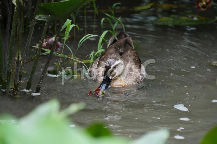 静かな池に佇むカルガモの姿④ カルガモ,鴨,水鳥の写真素材