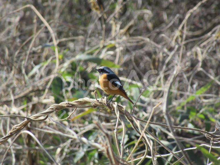 住宅地に飛んできたジョウビタキ（オス） ジョウビタキ,ヒタキ類,鳥の写真素材