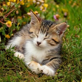 地面で眠る子猫 地面で眠る子猫の写真