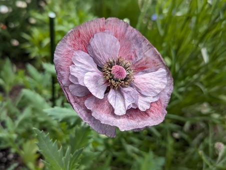 Photo, poppy, amazing gray, purple, 