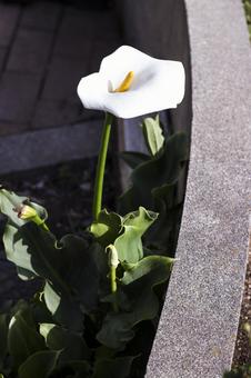 カラー カラーの写真