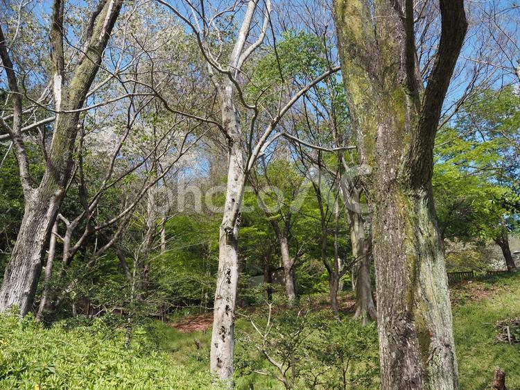新緑の森林 新緑,森,森林浴の写真素材
