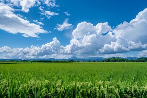 日本の夏・青空と稲の風景 日本の夏・青空と稲の風景の写真