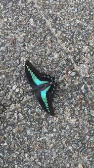 アオスジアゲハ チョウ,蝶,アオスジアゲハの写真素材