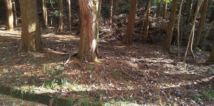 森林 森林の写真