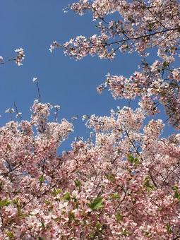 桜と青空 桜と青空の写真