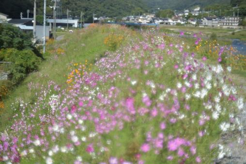 川土手のコスモスの写真