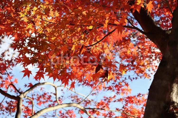 河口湖のイベント、もみじ回廊の風景 世界遺産,河口湖,秋の写真素材