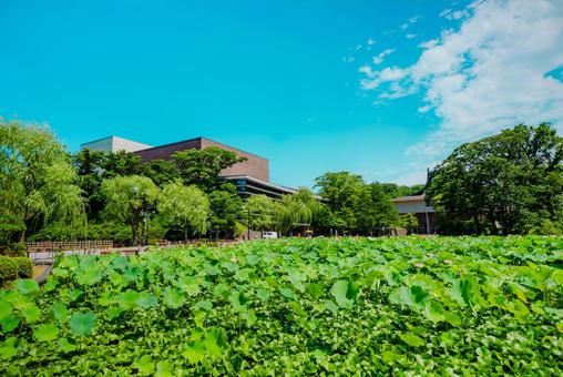 【秋田】千秋公園 蓮の花 2025 【秋田】千秋公園 蓮の花 2025 秋田,千秋公園,公園の写真素材