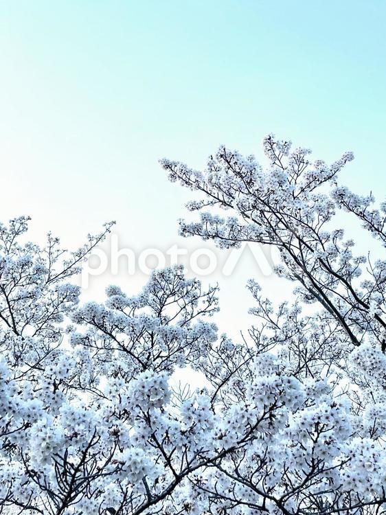 背景素材  〜桜002〜 ピンク,春色,風景の写真素材