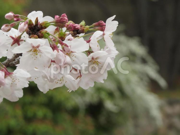 春　サクラと蕾とユキヤナギ 春,花,さくらの写真素材