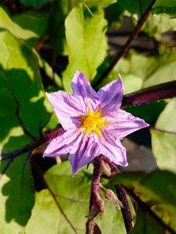 茄子の花 茄子の花 茄子の花,畑,朝日を浴びるの写真素材