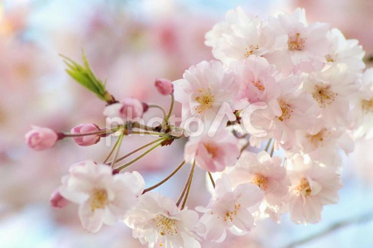 枝垂桜-91 桜,シダレザクラ,ヤエベニシダレの写真素材