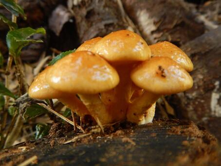 原木なめこ キノコ,茸,なめこの写真素材