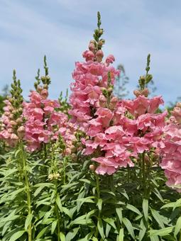 薄いピンクのキンギョソウの写真