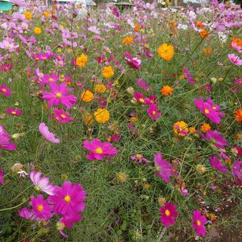 コスモス畑 コスモス,花,秋の写真素材