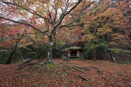 紅葉　吉野山　奥千本　西行庵 紅葉,吉野山,西行庵の写真素材