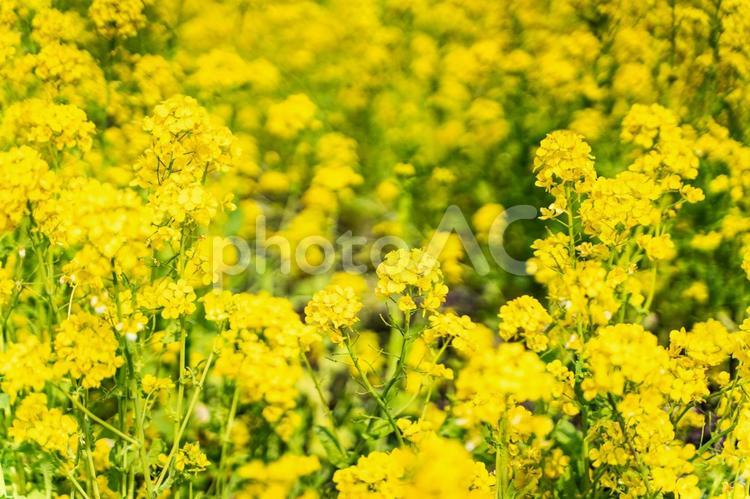 満開の菜の花畑と春の光① 菜の花,花畑,春の写真素材