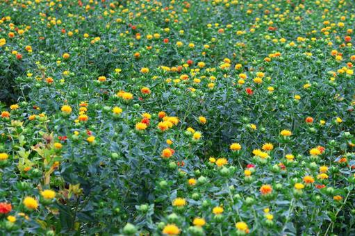 Photo, safflower hata, safflower, red, 