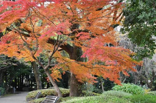 秋の公園 秋の公園 公園,秋,紅葉の写真素材