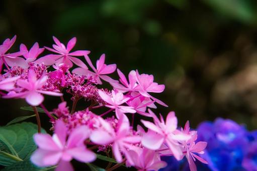 紫陽花 紫陽花の写真