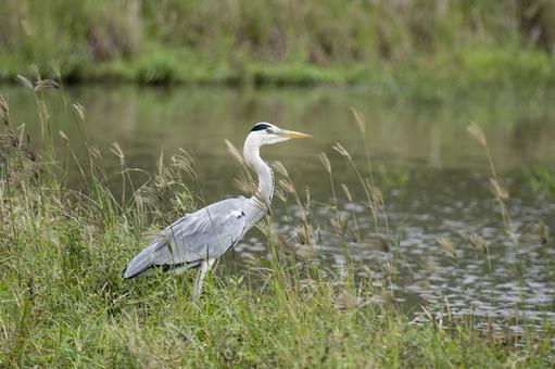 Photo, hawthorn, a heron, bird, 