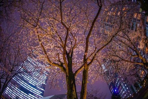 赤坂夜桜とビルを仰ぐ 桜,ビル,夜景の写真素材