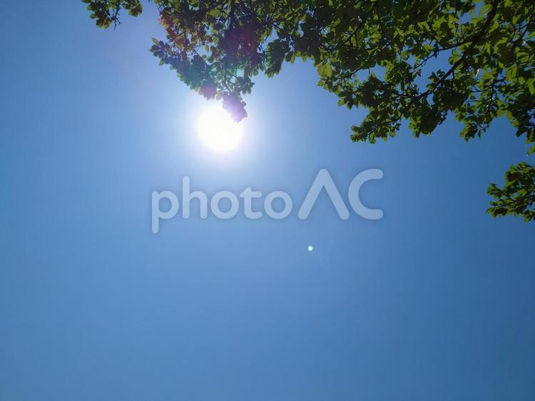 木から差し込む日差し 木,日差し,晴天の写真素材
