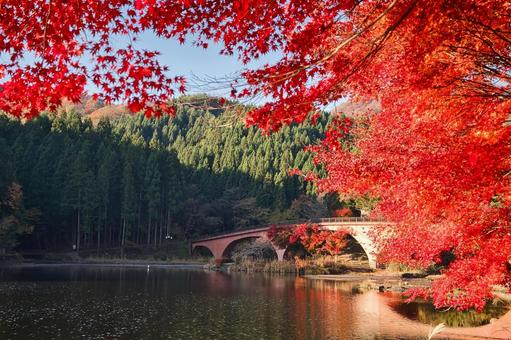 碓氷湖の紅葉 碓氷湖の紅葉 秋,もみじ,自然の写真素材