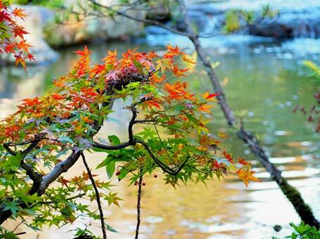 紅葉 日本庭園 池 紅葉 日本庭園 池の写真