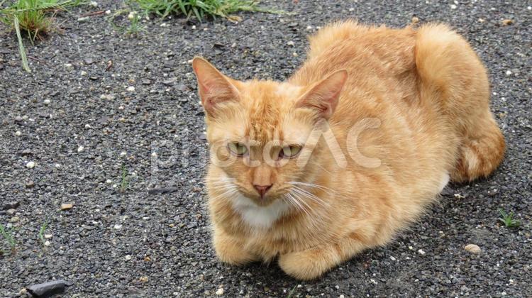 カメラ目線で香箱座りする可愛い茶トラ猫 茶トラ,猫,カメラ目線の写真素材