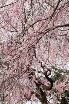 cherry blossoms, JPG cherry blossoms, JPG
