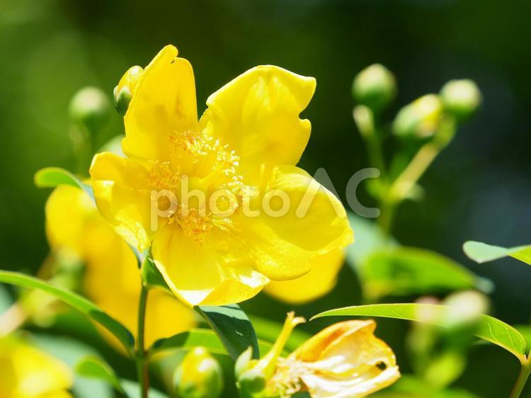 キンシバイ　金糸梅　明るめ キンシバイ,金糸梅,明るめの写真素材