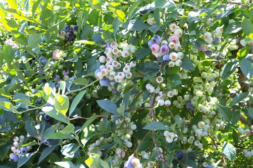 Blueberry fruit 2 Blueberry tree, JPG Blueberry fruit 2 Blueberry tree, JPG