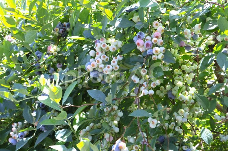 ブルーベリーの実2　ブルーベリーの木 ブルーベリー,実,ブルーベリー狩りの写真素材