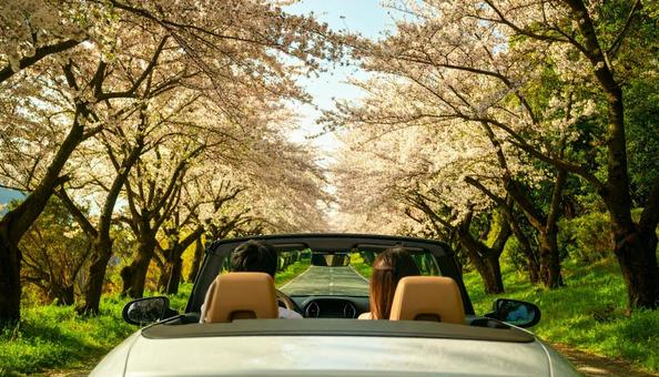 桜並木を走るオープンカー 桜並木を走るオープンカーの写真