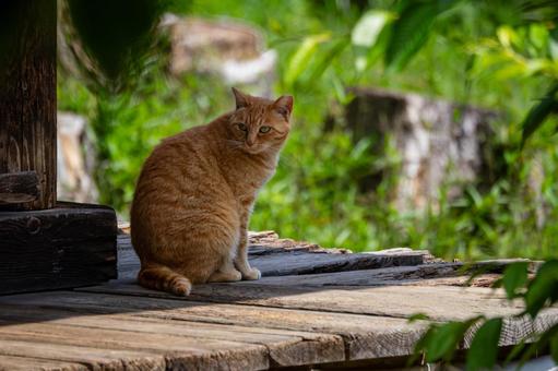 猫(96) 猫(96)の写真