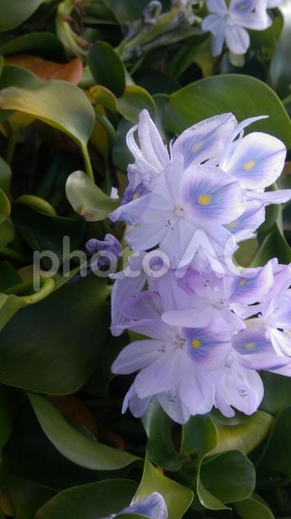 ホテイアオイ ホテイアオイ,花,紫の写真素材