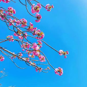 桜と青空2 桜と青空2 さくら,春,サクラの写真素材
