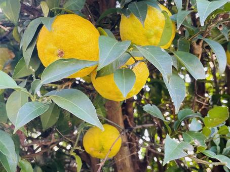 柚子の実が色づく家庭菜園の風景 柚子,ゆず,家庭菜園の写真素材