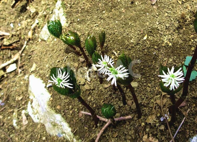 ひとりしずか2 ひとりしずか,花,山林の写真素材