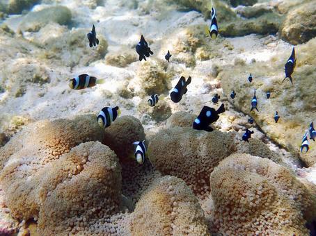 クマノミとミツボシスズメダイ クマノミとミツボシスズメダイ 魚,海,沖縄の写真素材