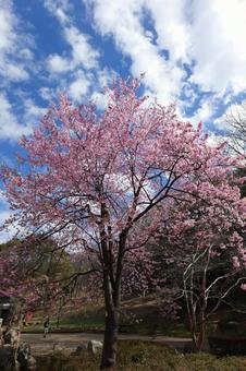 横浜, 三ツ池公園の桜 横浜, 三ツ池公園の桜の写真